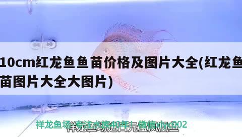 紅綠燈魚(yú)是熱帶魚(yú)還是冷水魚(yú)：紅綠燈魚(yú)是淡水魚(yú)還是海水魚(yú)