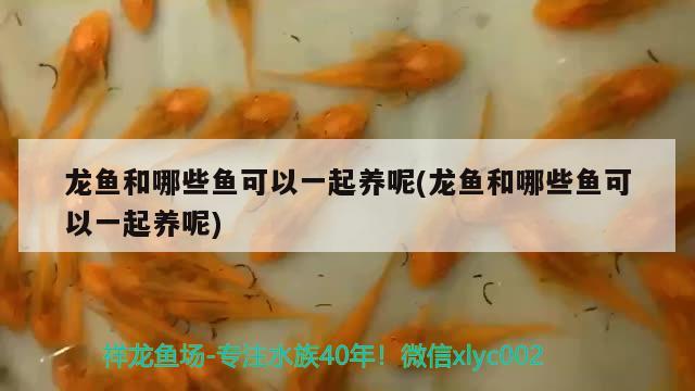 過背金龍魚用什么顏色的燈光養(yǎng)好(金龍魚燈光怎么照對發(fā)色好)