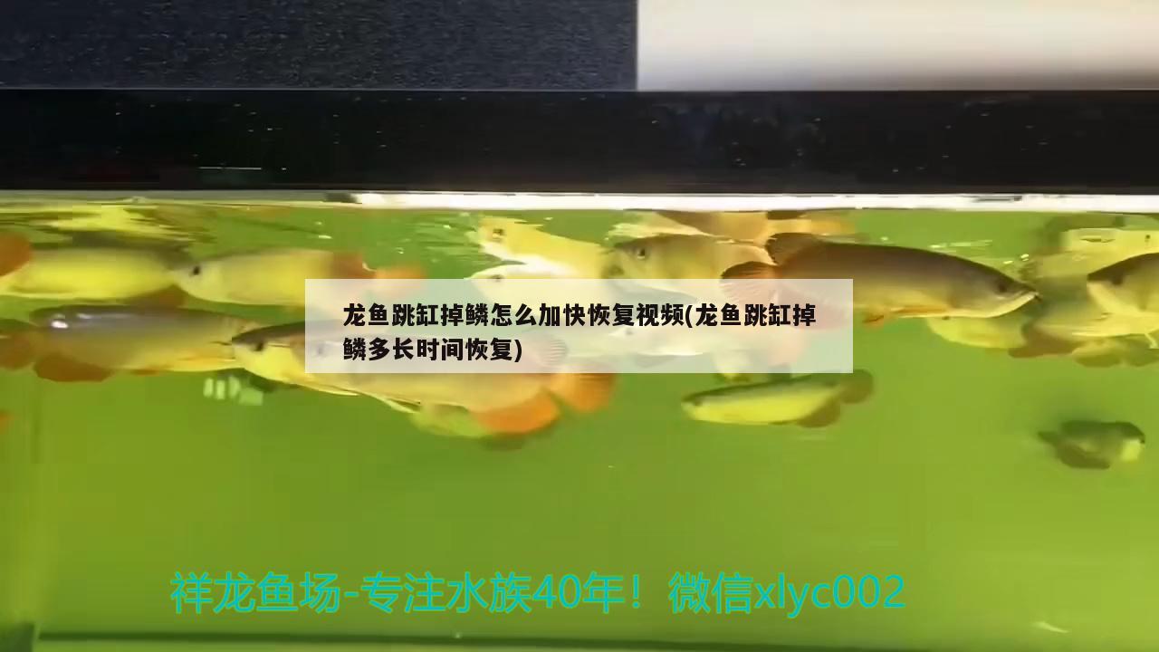 龍魚跳缸掉鱗怎么加快恢復視頻(龍魚跳缸掉鱗多長時間恢復) 泰龐海蓮魚