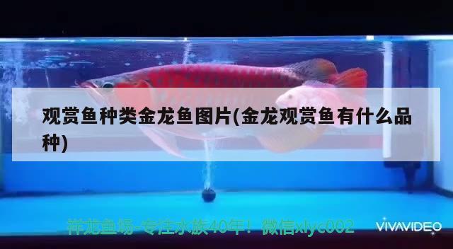 為什么金龍魚會吧金龍魚蛋吃掉，金龍魚是寬油嗎