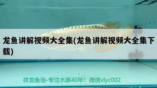 水泡病兩個(gè)星期還未治好 飛鳳魚苗 第2張