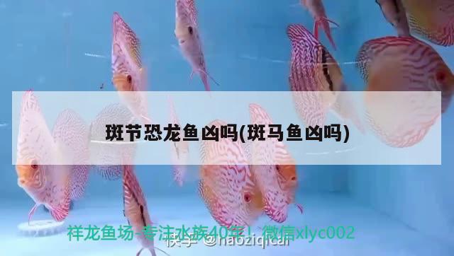 斑節(jié)恐龍魚兇嗎(斑馬魚兇嗎)