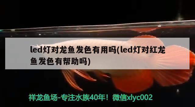 紅綠燈魚(yú)是熱帶魚(yú)還是冷水魚(yú)：紅綠燈魚(yú)是淡水魚(yú)還是海水魚(yú)