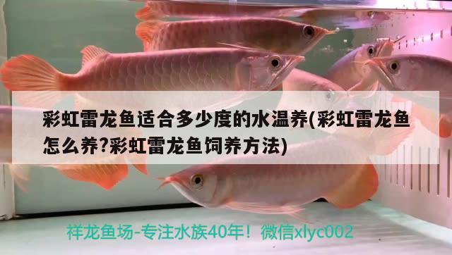 彩虹雷龍魚適合多少度的水溫養(yǎng)(彩虹雷龍魚怎么養(yǎng)?彩虹雷龍魚飼養(yǎng)方法) 白子關(guān)刀魚