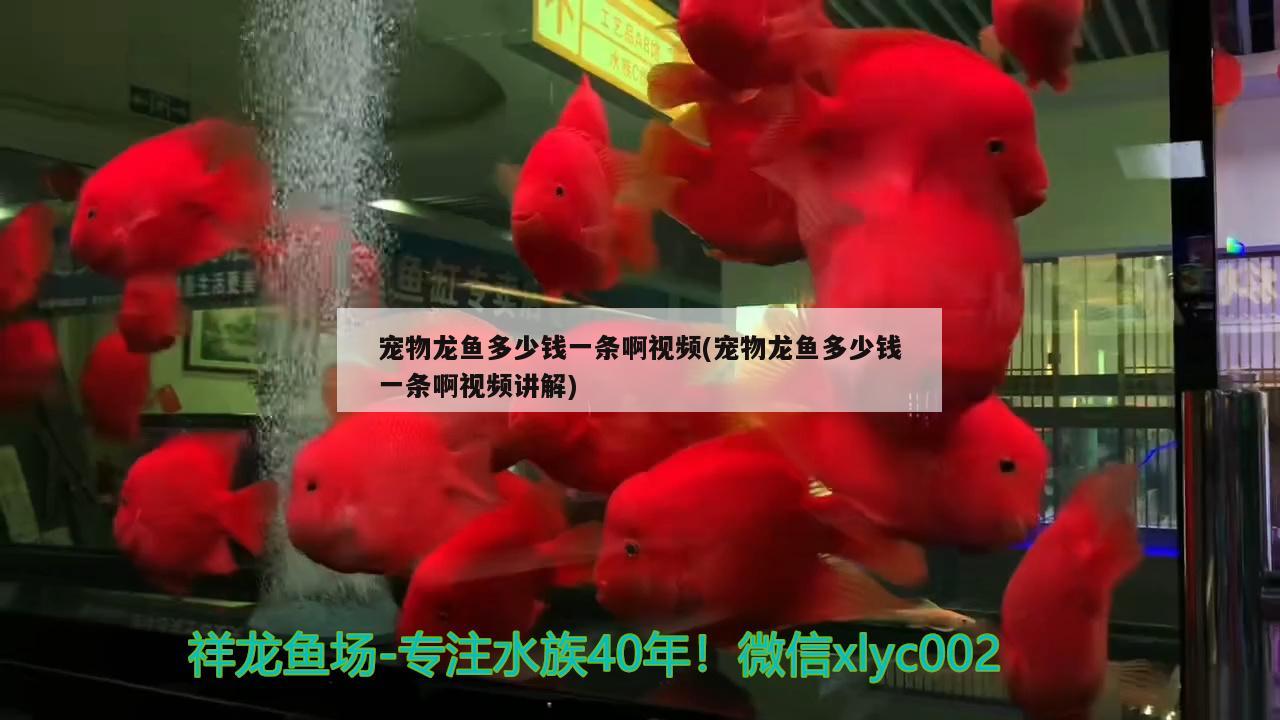 2023寵物水族博覽會(huì)(國際水族寵物展)