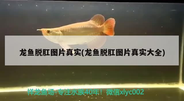 龍魚脫肛圖片真實(龍魚脫肛圖片真實大全)