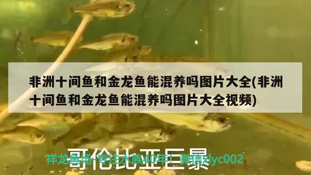 非洲十間魚(yú)和金龍魚(yú)能混養(yǎng)嗎圖片大全(非洲十間魚(yú)和金龍魚(yú)能混養(yǎng)嗎圖片大全視頻)