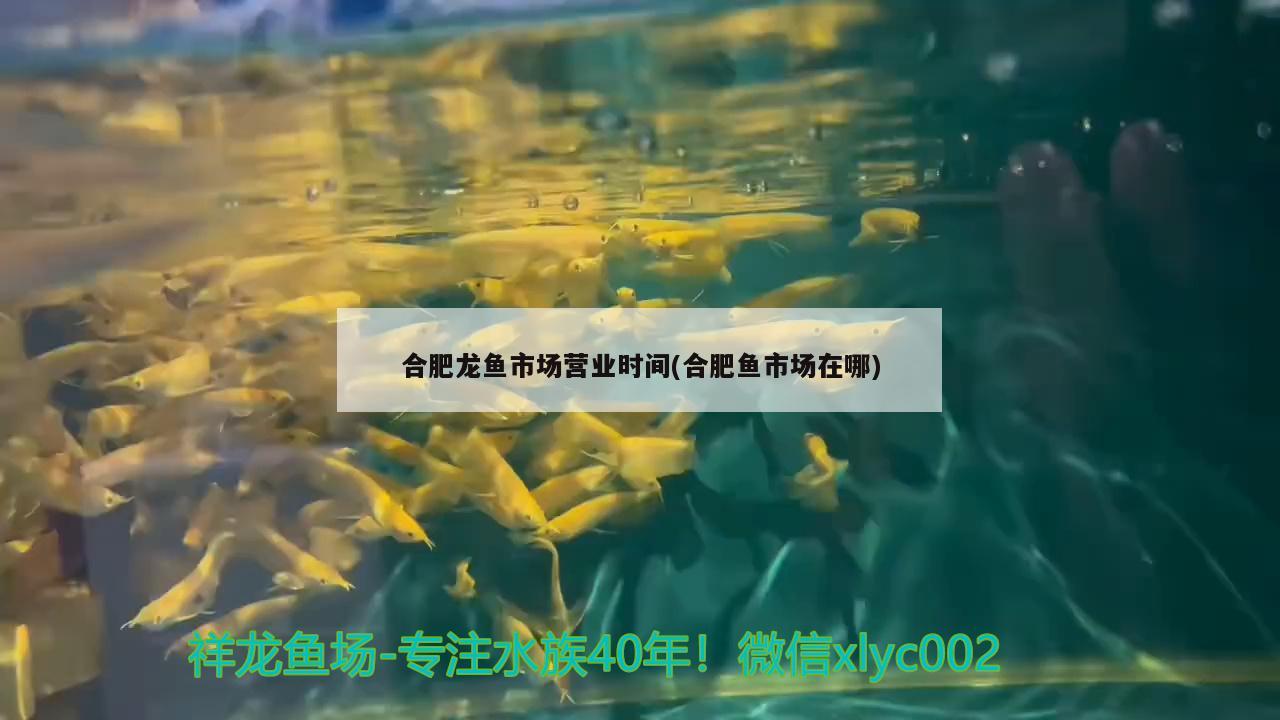 合肥龍魚(yú)市場(chǎng)營(yíng)業(yè)時(shí)間(合肥魚(yú)市場(chǎng)在哪)