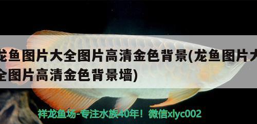 龍魚圖片大全圖片高清金色背景(龍魚圖片大全圖片高清金色背景墻)