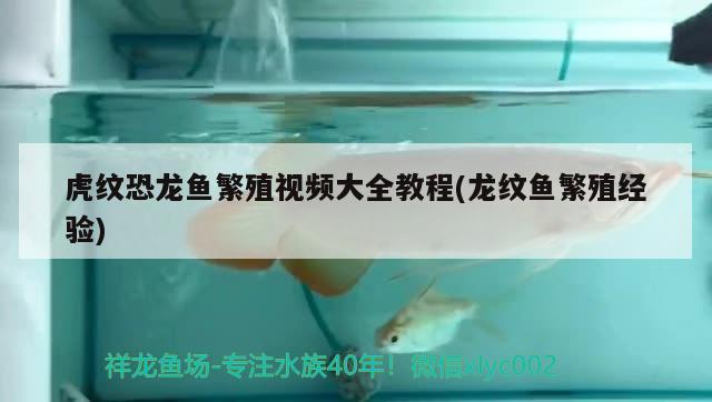 播放龍魚的視頻(龍魚吃魚視頻) 羅漢魚