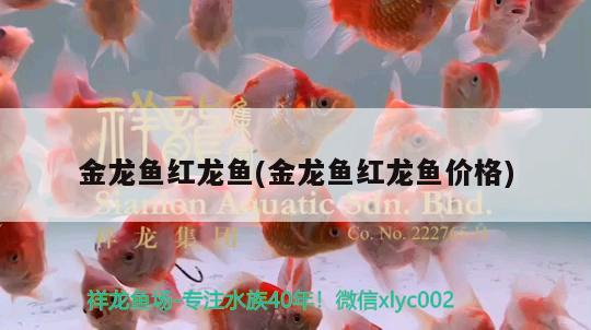 金龍魚紅龍魚(金龍魚紅龍魚價格) 虎魚魚苗