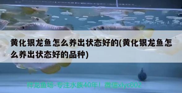 觀賞魚尾巴變黑了怎么回事尾巴變黑怎么辦 魚缸水泵 第2張