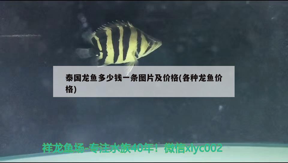 泰國龍魚多少錢一條圖片及價格(各種龍魚價格) 祥龍龍魚專用水族燈