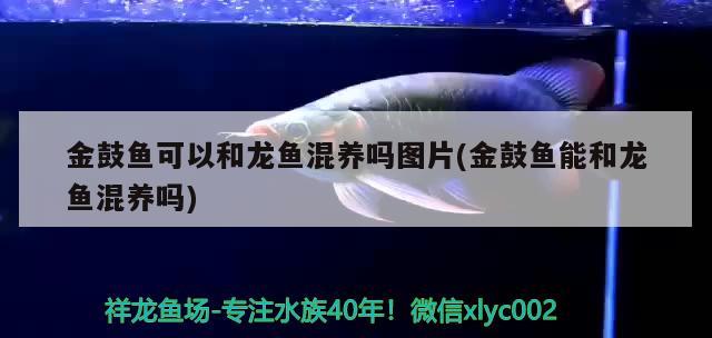 金鼓魚可以和龍魚混養(yǎng)嗎圖片(金鼓魚能和龍魚混養(yǎng)嗎) ?；?異型虎魚/純色虎魚