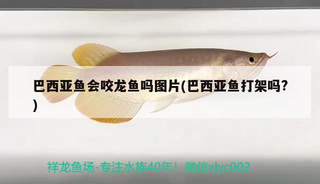 野彩魚(yú)缸造景教程圖片欣賞大全：野彩入缸注意事項(xiàng)