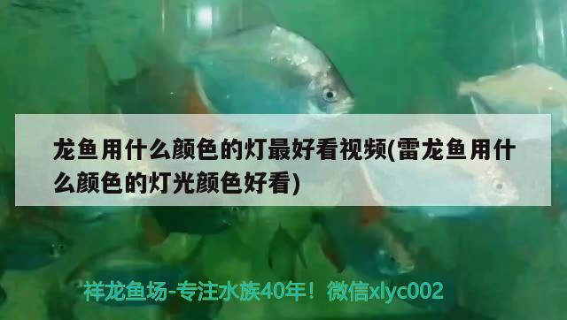 感謝平臺為魚友提供便利 祥龍金禾金龍魚 第2張