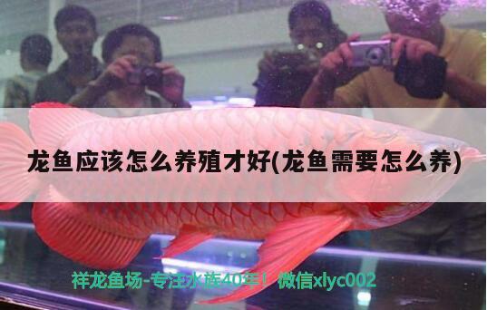 龍魚應(yīng)該怎么養(yǎng)殖才好(龍魚需要怎么養(yǎng)) 金龍魚糧