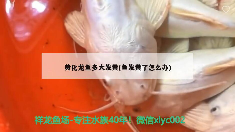 黃化龍魚多大發(fā)黃(魚發(fā)黃了怎么辦) 白子關(guān)刀魚