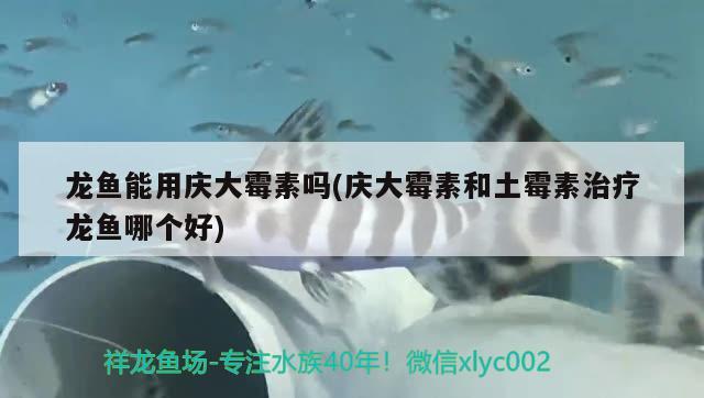 紅龍魚(yú)和金龍魚(yú)的特征是什么呢圖片（金龍魚(yú)和紅龍魚(yú)的區(qū)別,怎么區(qū)分?。? title=