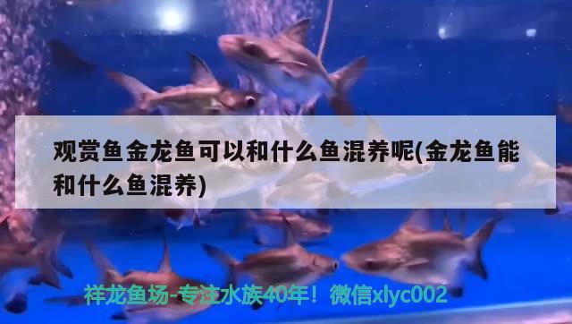 對水質(zhì)要求最低的小型觀賞魚，適合小魚缸養(yǎng)的觀賞魚排名 小型觀賞魚 第2張