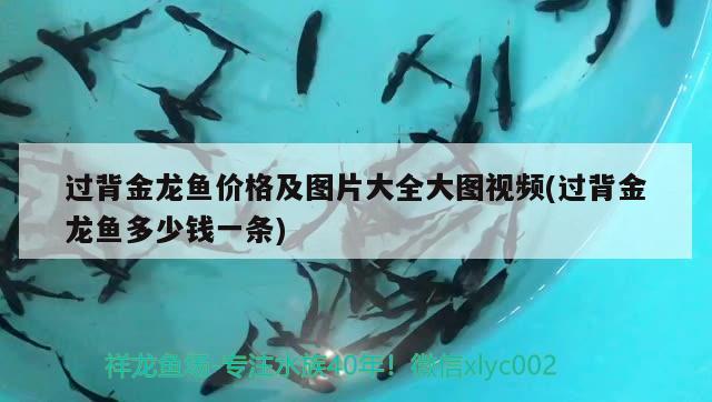 過背金龍魚價格及圖片大全大圖視頻(過背金龍魚多少錢一條) 過背金龍魚