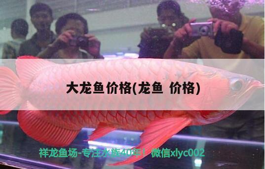 大龍魚價格(龍魚價格) 委內(nèi)瑞拉奧里諾三間魚