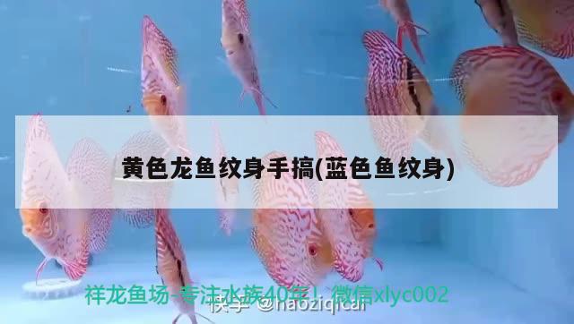 火龍魚吃不吃小魚干(火龍魚吃小魚嗎) 帝王血鉆魚 第1張