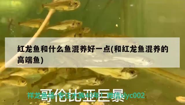 紅龍魚和什么魚混養(yǎng)好一點(和紅龍魚混養(yǎng)的高端魚)