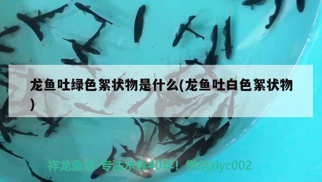 龍魚吐綠色絮狀物是什么(龍魚吐白色絮狀物)