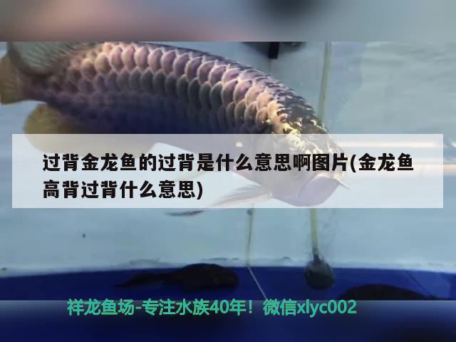 過背金龍魚的過背是什么意思啊圖片(金龍魚高背過背什么意思) 金龍魚百科