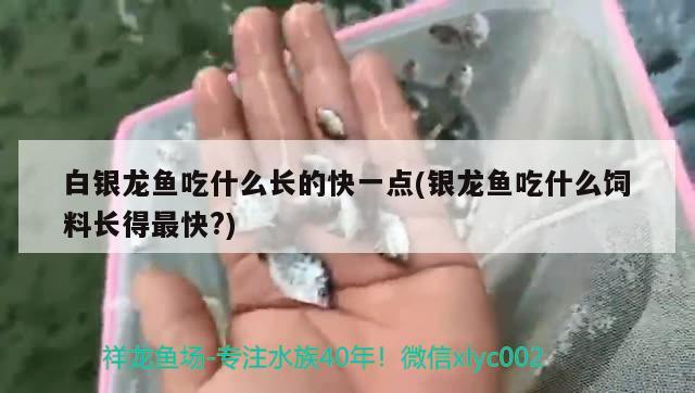 白銀龍魚吃什么長的快一點(銀龍魚吃什么飼料長得最快?)