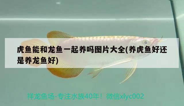 虎魚能和龍魚一起養(yǎng)嗎圖片大全(養(yǎng)虎魚好還是養(yǎng)龍魚好)