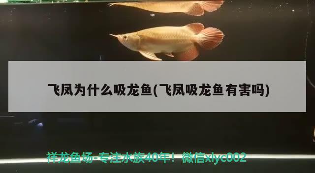 小龍魚大概多少錢一條（水里黃色的小龍叫什么） 胭脂孔雀龍魚 第2張