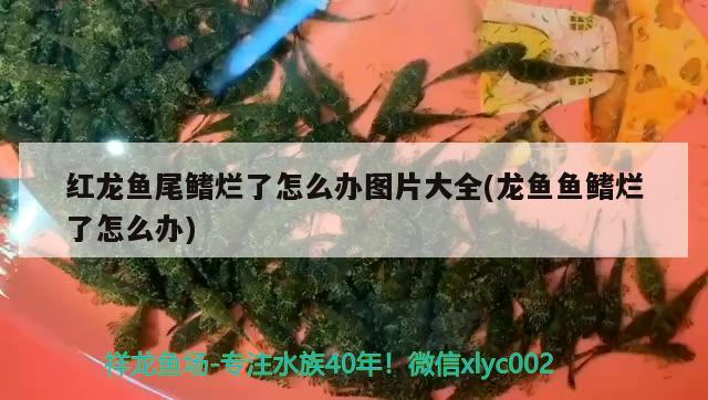 紅龍魚尾鰭爛了怎么辦圖片大全(龍魚魚鰭爛了怎么辦)