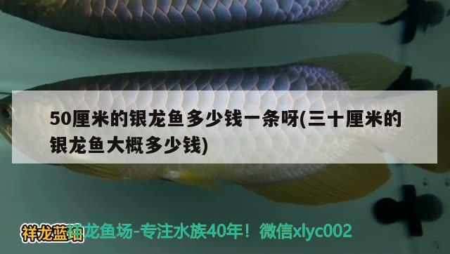 50厘米的銀龍魚多少錢一條呀(三十厘米的銀龍魚大概多少錢)