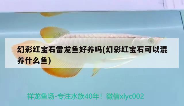 幻彩紅寶石雷龍魚(yú)好養(yǎng)嗎(幻彩紅寶石可以混養(yǎng)什么魚(yú)) 廣州龍魚(yú)批發(fā)市場(chǎng)