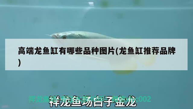 高端龍魚缸有哪些品種圖片(龍魚缸推薦品牌) 帝王血鉆