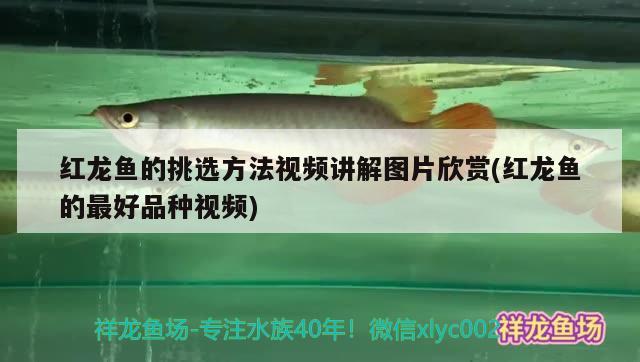 天津市西青區(qū)桐晟水族用品店 水族用品 第1張