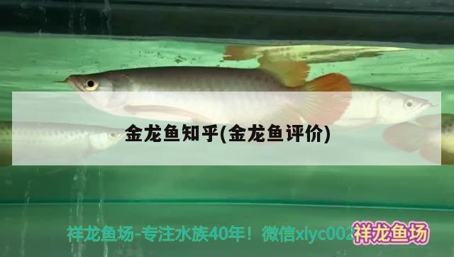 金龍魚知乎(金龍魚評(píng)價(jià)) 圖騰金龍魚 第2張