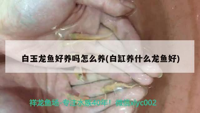 魚缸過濾器放什么濾材效果好（魚缸底濾過濾系統(tǒng)哪種好） 粗線銀版魚 第1張