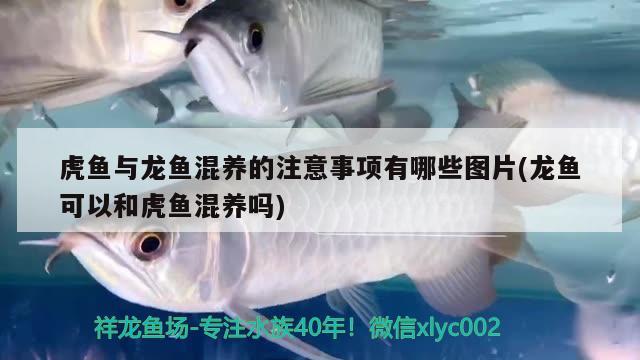 虎魚與龍魚混養(yǎng)的注意事項有哪些圖片(龍魚可以和虎魚混養(yǎng)嗎)