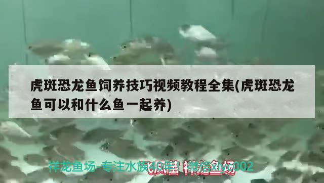 虎斑恐龍魚飼養(yǎng)技巧視頻教程全集(虎斑恐龍魚可以和什么魚一起養(yǎng))