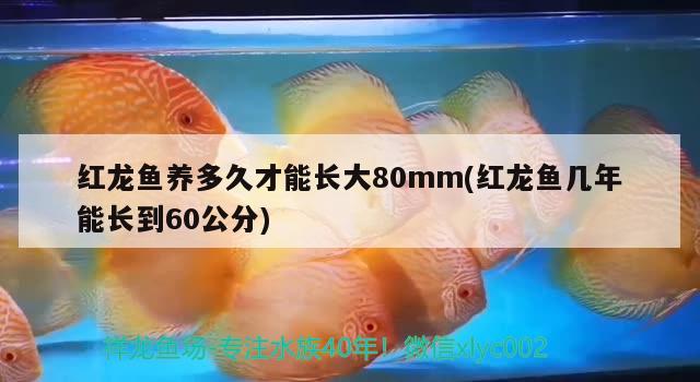 紅龍魚養(yǎng)多久才能長大80mm(紅龍魚幾年能長到60公分)