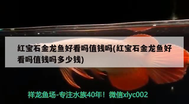 紅寶石金龍魚(yú)好看嗎值錢(qián)嗎(紅寶石金龍魚(yú)好看嗎值錢(qián)嗎多少錢(qián))