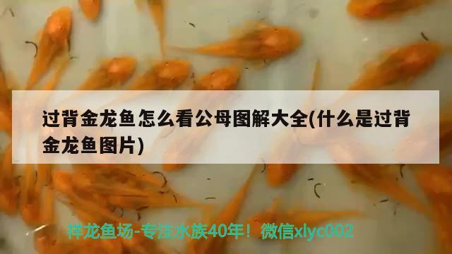 過背金龍魚怎么看公母圖解大全(什么是過背金龍魚圖片)