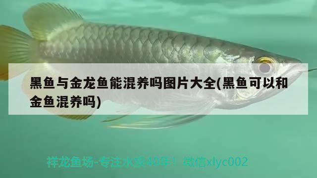 黑魚與金龍魚能混養(yǎng)嗎圖片大全(黑魚可以和金魚混養(yǎng)嗎) 養(yǎng)魚知識