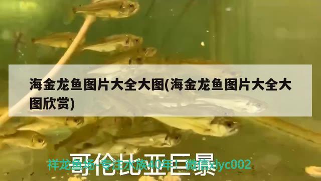 海金龍魚圖片大全大圖(海金龍魚圖片大全大圖欣賞) 檸檬鯽