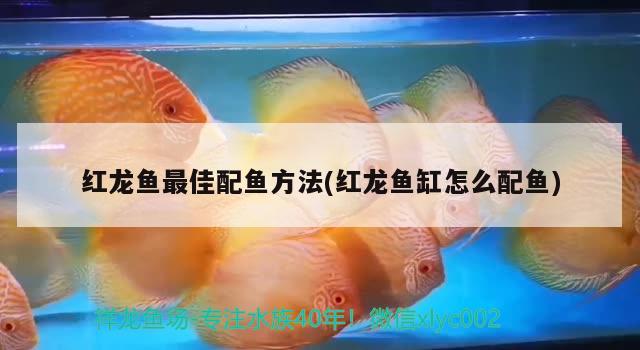 紅龍魚最佳配魚方法(紅龍魚缸怎么配魚)