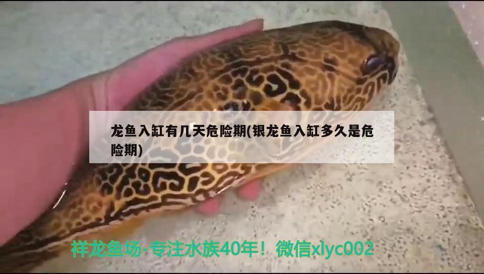 漢中魚缸哪里賣的有名氣的魚：漢中哪里有定做魚缸的