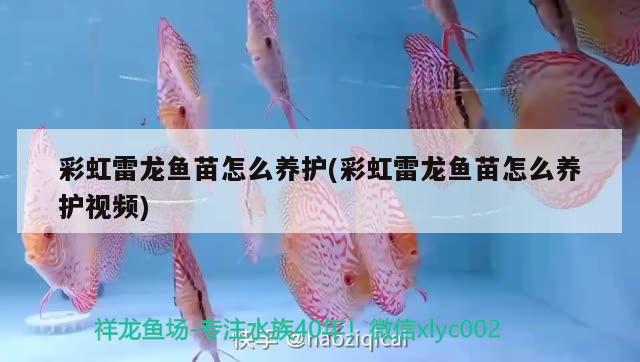 黑魔神和龍魚混養(yǎng)好嗎(黑魔神和龍魚可以混養(yǎng)嗎)